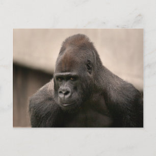 Gorilla Oscar 8645 Postkarte