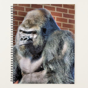 GORILLA PLANER