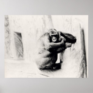 Gorilla-Pose Poster