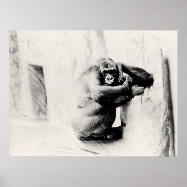 Gorilla-Pose Poster (Vorne)