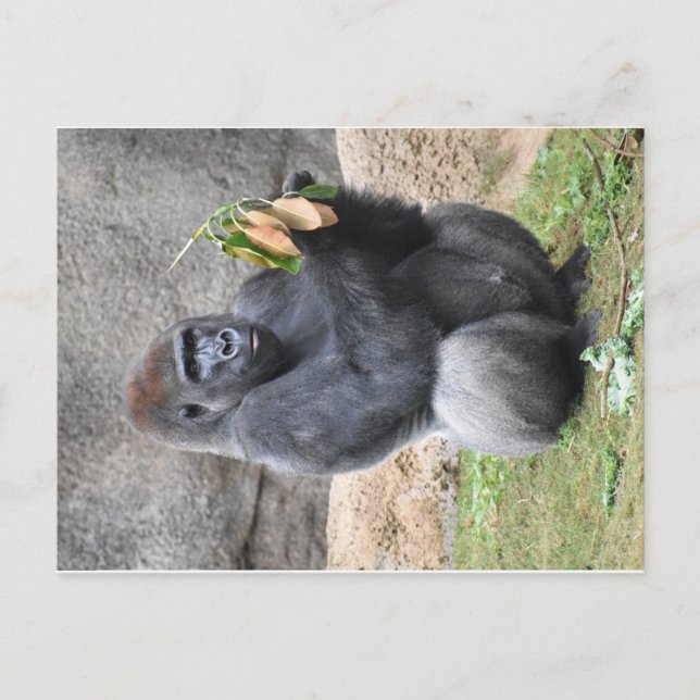 Gorilla Postcard Postkarte (Vorderseite)