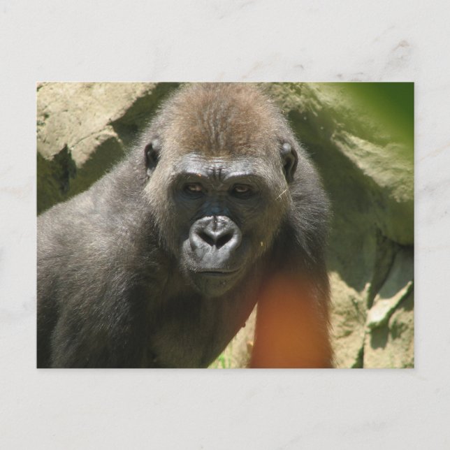 Gorilla Postcard Postkarte (Vorderseite)