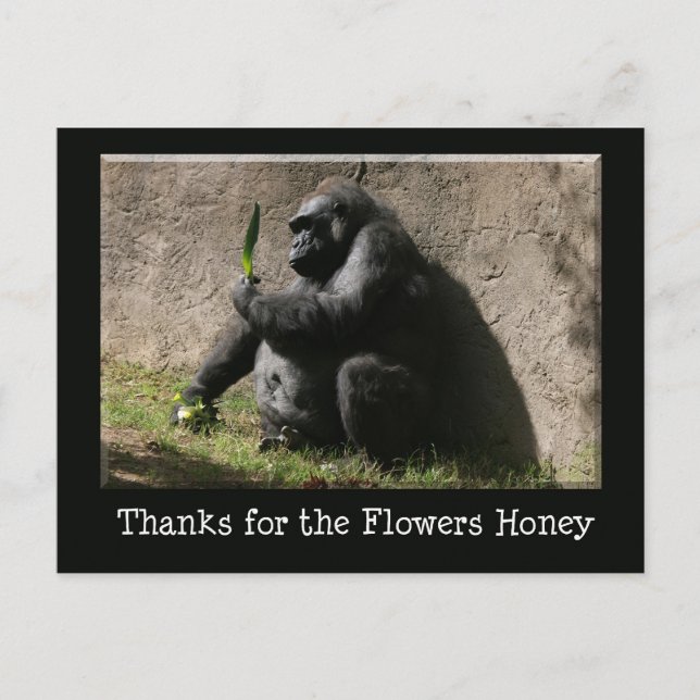 Gorilla Postcard Postkarte (Vorderseite)
