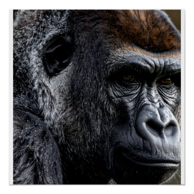 Gorilla Poster (Vorderseite)