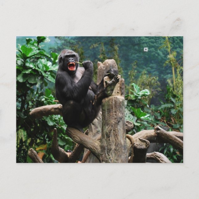 Gorilla Postkarte (Vorderseite)