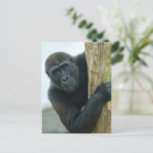 Gorilla Postkarte