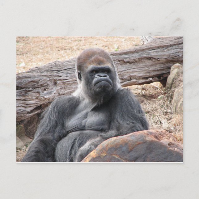 Gorilla Postkarte (Vorderseite)