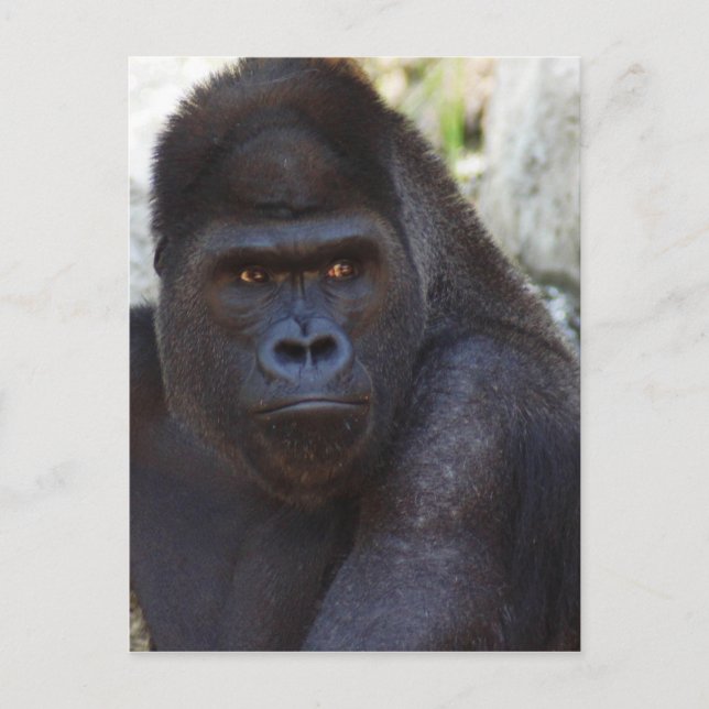 Gorilla Postkarte (Vorderseite)