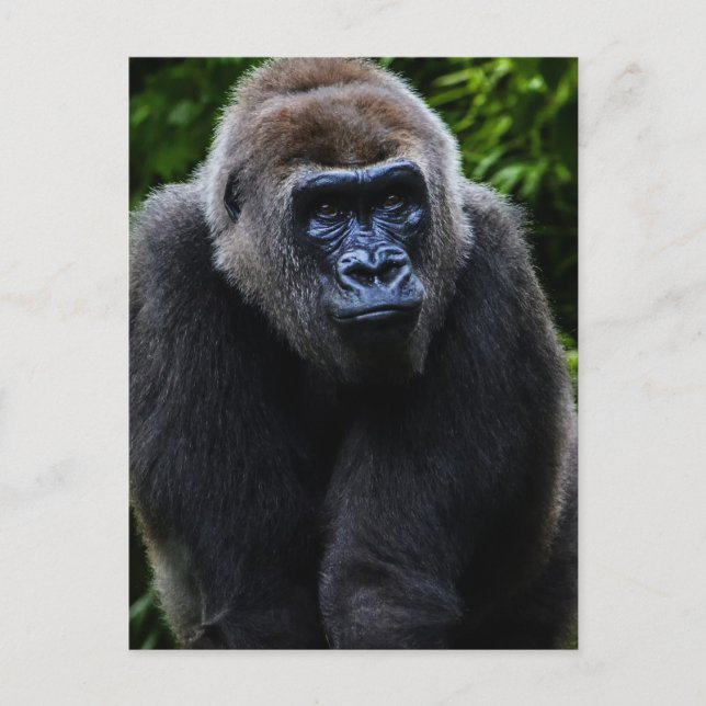 Gorilla Postkarte (Vorderseite)