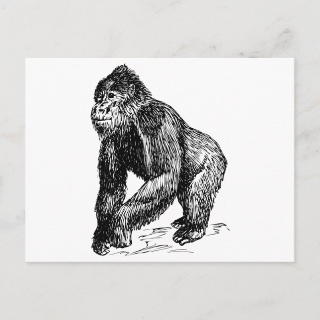 Gorilla Postkarte (Vorderseite)