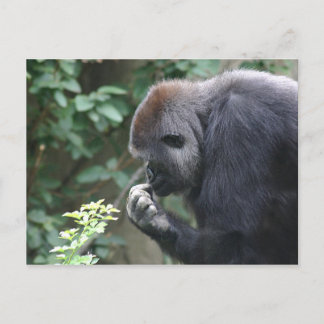 Gorilla-Postkarte Postkarte