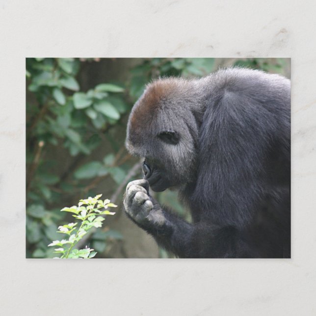 Gorilla-Postkarte Postkarte (Vorderseite)