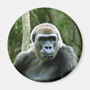 Gorilla-Profil-Magnet Magnet