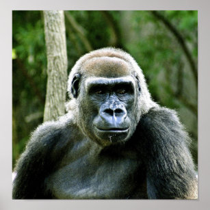 Gorilla Profile Print Poster