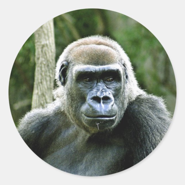 Gorilla Profile Stickers (Vorderseite)