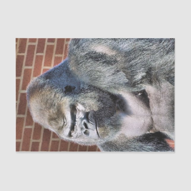 GORILLA SEIDENPAPIER (Vorderseite)