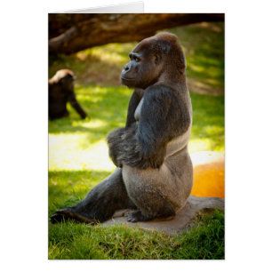 Gorilla Silverback