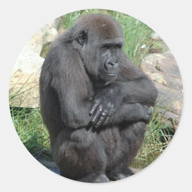 Gorilla Sitting Sticker (Vorderseite)