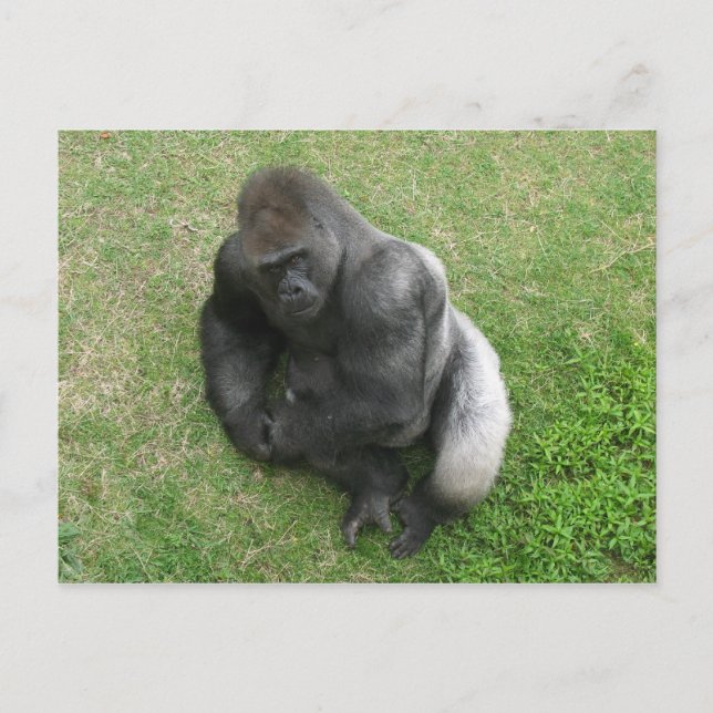 Gorilla Stare Postkarte (Vorderseite)