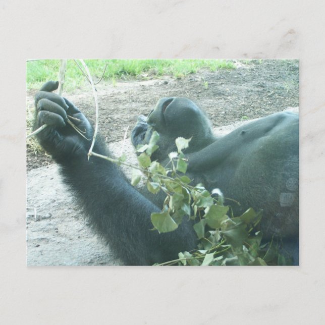 Gorilla-Stücke Postkarte (Vorderseite)