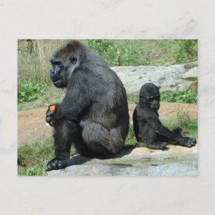 Gorilla Time Out Postkarte