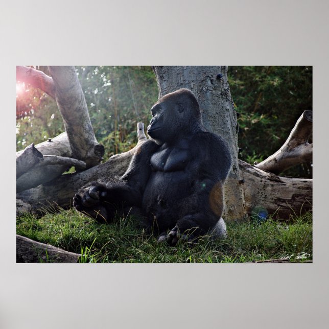 Gorilla und die Sonne Poster (Vorne)