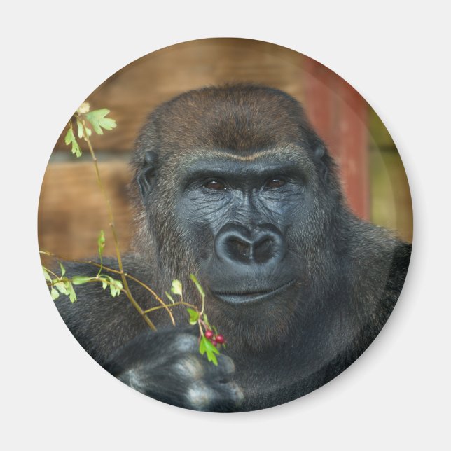 Gorilla und seine Berries Magnet (Vorne)