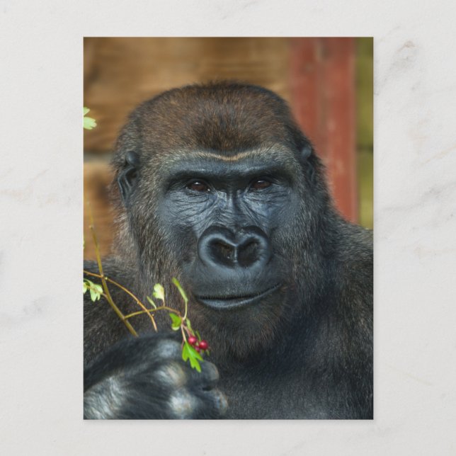 Gorilla und seine Berries Postkarte (Vorderseite)