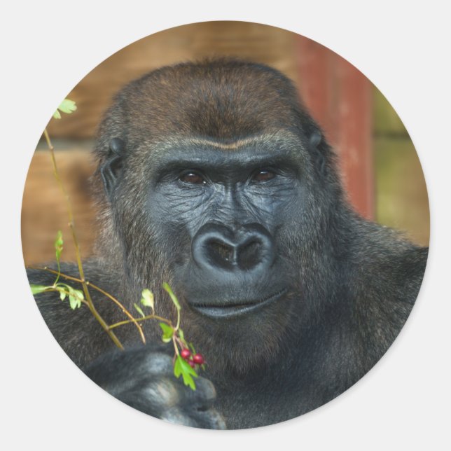 Gorilla und seine Berries Runder Aufkleber (Vorderseite)