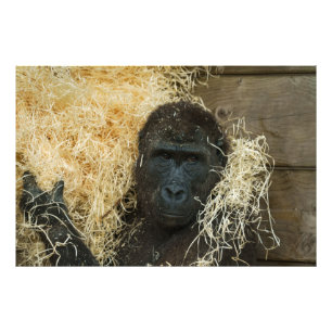 Gorilla und seine Wolle Fotodruck