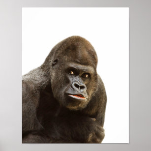 Gorilla Wildjungle zoo tierische peekaboo Foto Poster