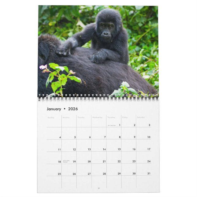 Gorillas in den Bergen Ugandas Kalender (Jan 2026)