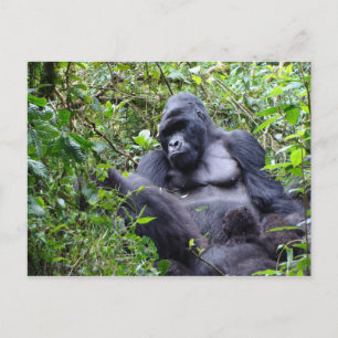 Gorillas - Ruanda Postcard Postkarte