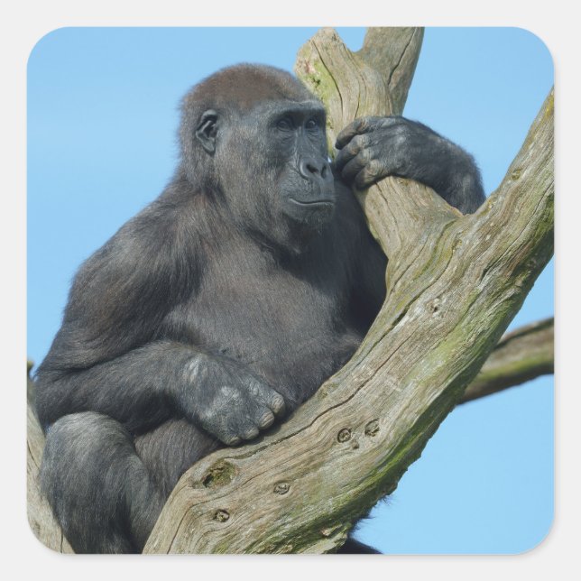 Gorillas ruhiger Baum Perch Quadratischer Aufkleber (Vorderseite)