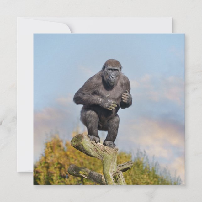 Gorillas Tree-Balancing Act (Vorderseite)