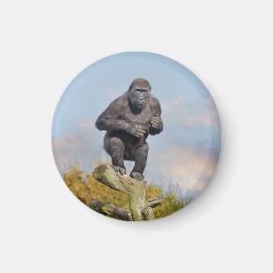 Gorillas Tree-Balancing Act Magnet