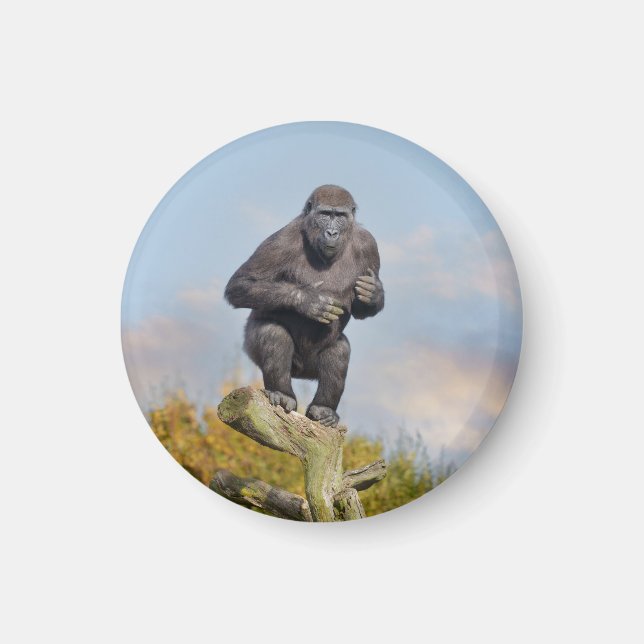 Gorillas Tree-Balancing Act Magnet (Vorne)