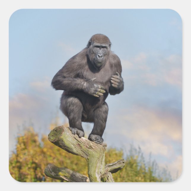 Gorillas Tree-Balancing Act Quadratischer Aufkleber (Vorderseite)