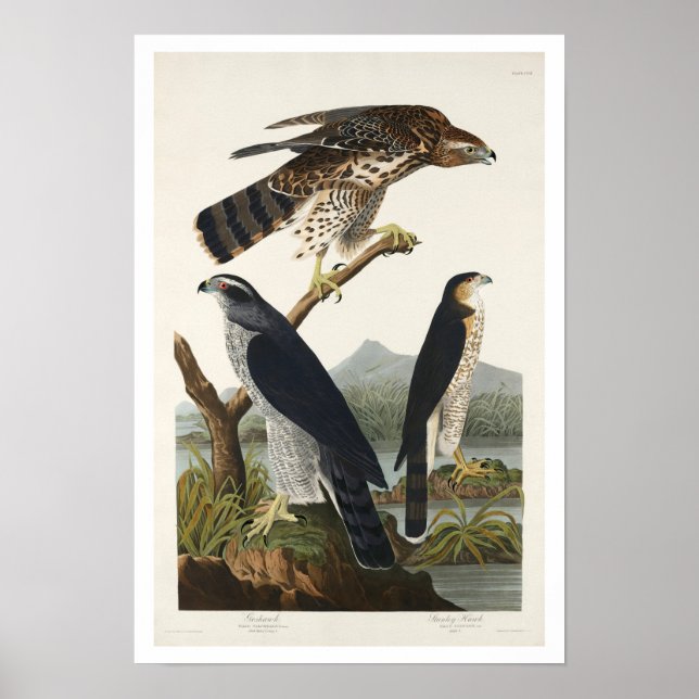 Goshawk et Stanley Hawk par Audubon Poster (Devant)