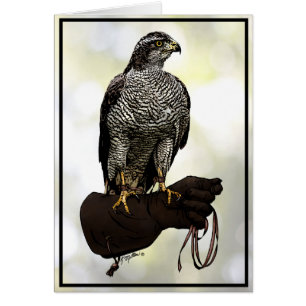 Goshawk on Glove
