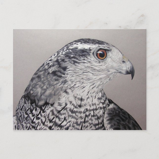 Goshawk Postcard Postkarte (Vorderseite)