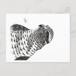 GOSHAWK POSTKARTE