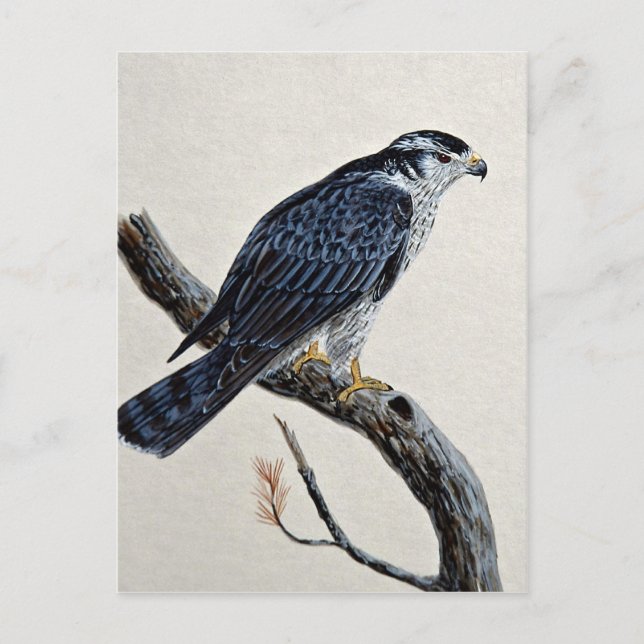 Goshawk Postkarte (Vorderseite)