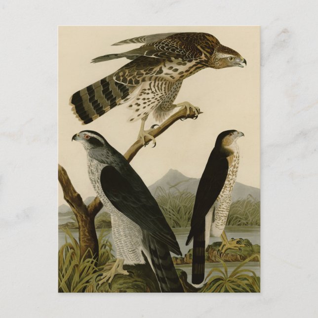 Goshawk & Stanley Hawk Postkarte (Vorderseite)