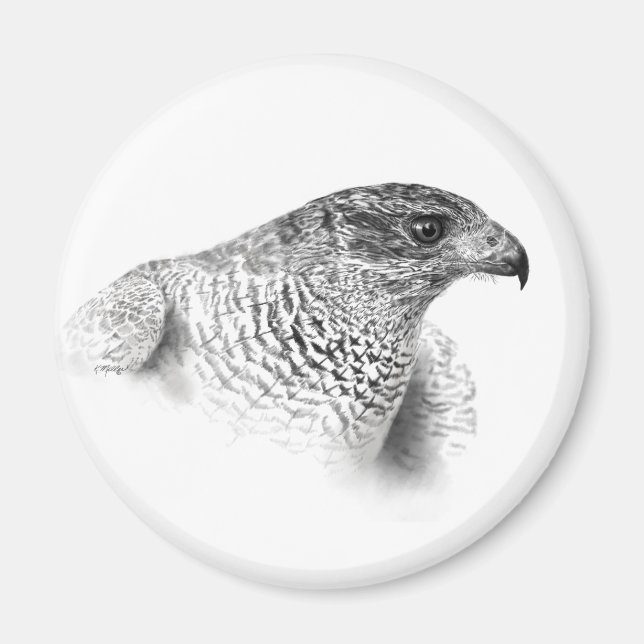 Goshawk Zeichnend Magnet (Vorne)