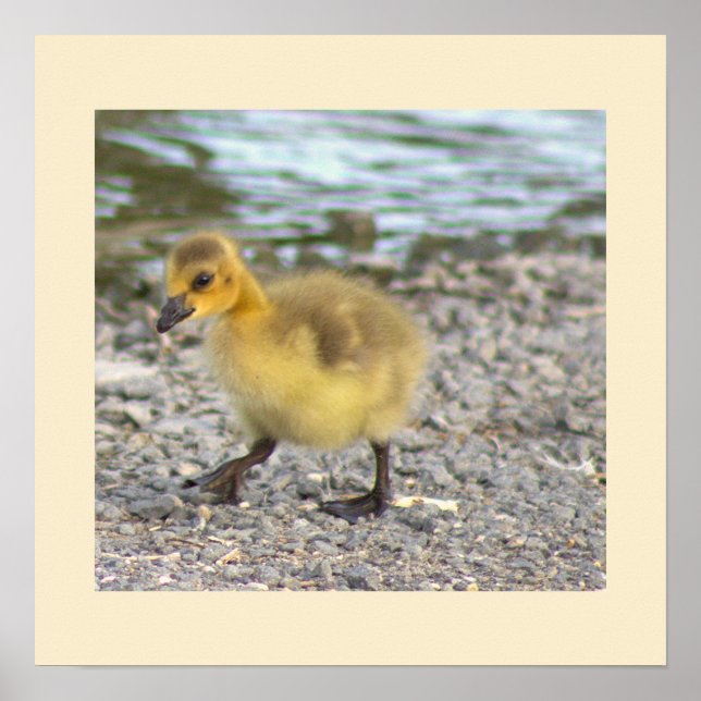 Gosling Foto Poster (Vorne)
