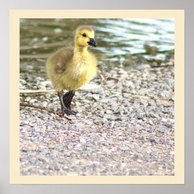 Gosling Foto Poster (Vorne)