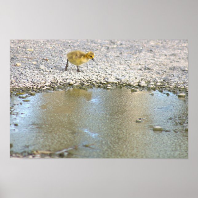 Gosling Foto Poster (Vorne)