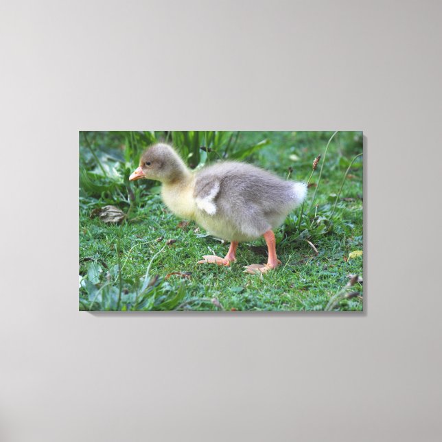 Gosling Leinwanddruck (Vorderseite)