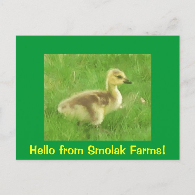 Gosling Postcard Postkarte (Vorderseite)